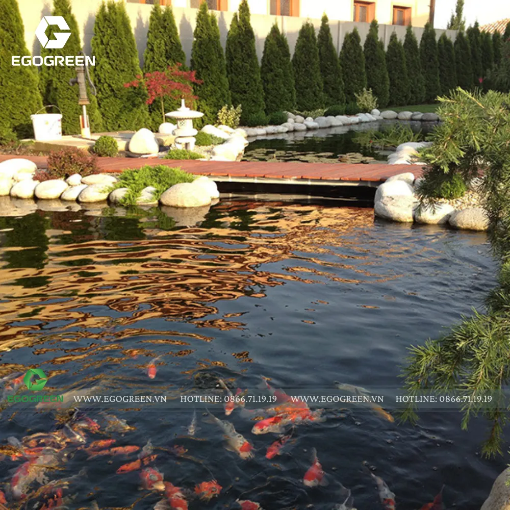 Hồ cá Koi là điểm nhấn trong sân vườn Nhật Bản 2026